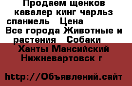 Продаем щенков кавалер кинг чарльз спаниель › Цена ­ 60 000 - Все города Животные и растения » Собаки   . Ханты-Мансийский,Нижневартовск г.